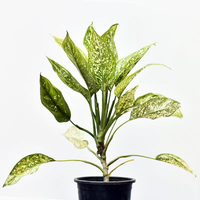 Aglaonema Costatum, Chinese Evergreen (Green) - Plant